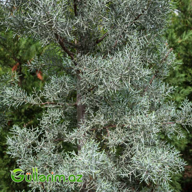 Arizona kiparis (Cupressus arizonica)