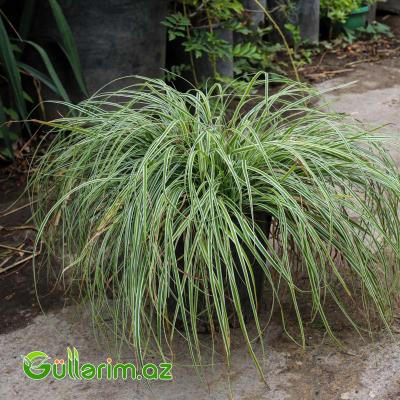 Zolaqlı Carex (Carex morrowii ‘Variegata’)