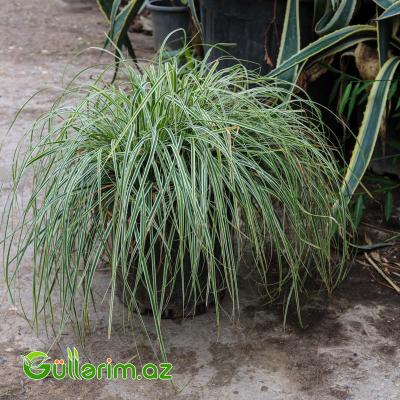 Zolaqlı Carex (Carex morrowii ‘Variegata’)