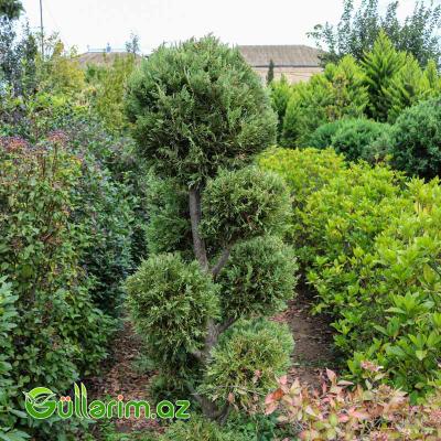 Tuya topiar (Thuja occidentalis)