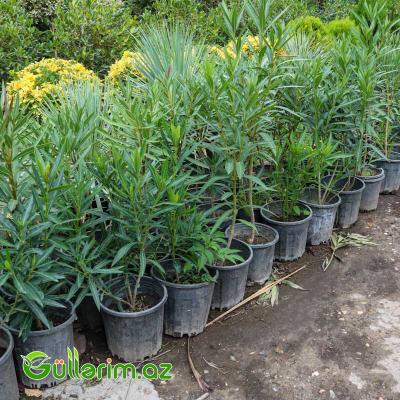 Zakkum (Nerium oleander)