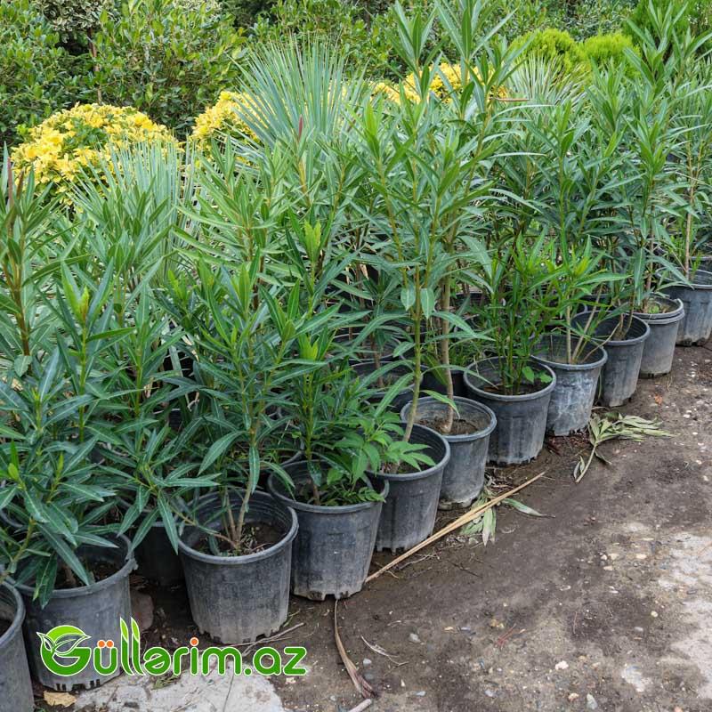 Zakkum (Nerium oleander)