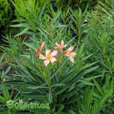 Zakkum (Nerium oleander)