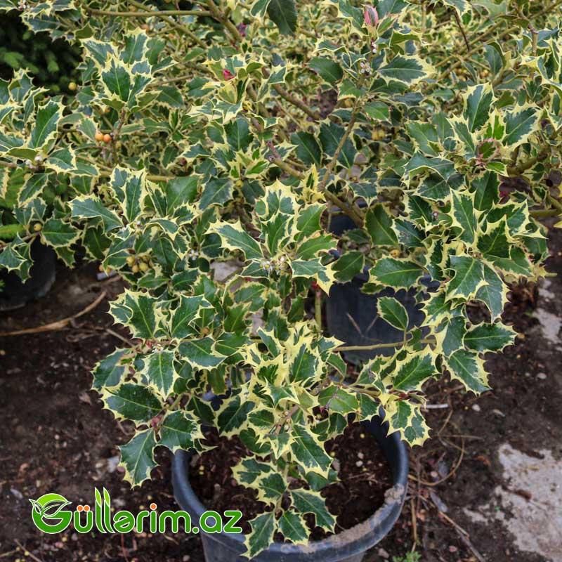 Yapon Euonimusu (Euonymus japonicus ‘Variegatus’)