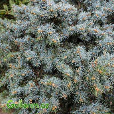 Göy şam-Göy Küknarı (Picea pungens)