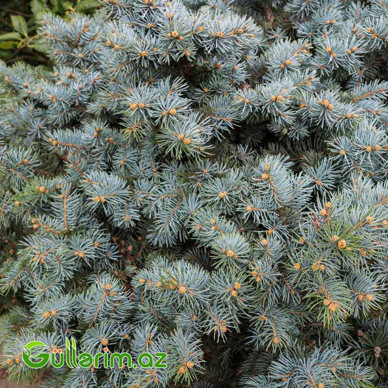 Göy şam-Göy Küknarı (Picea pungens)