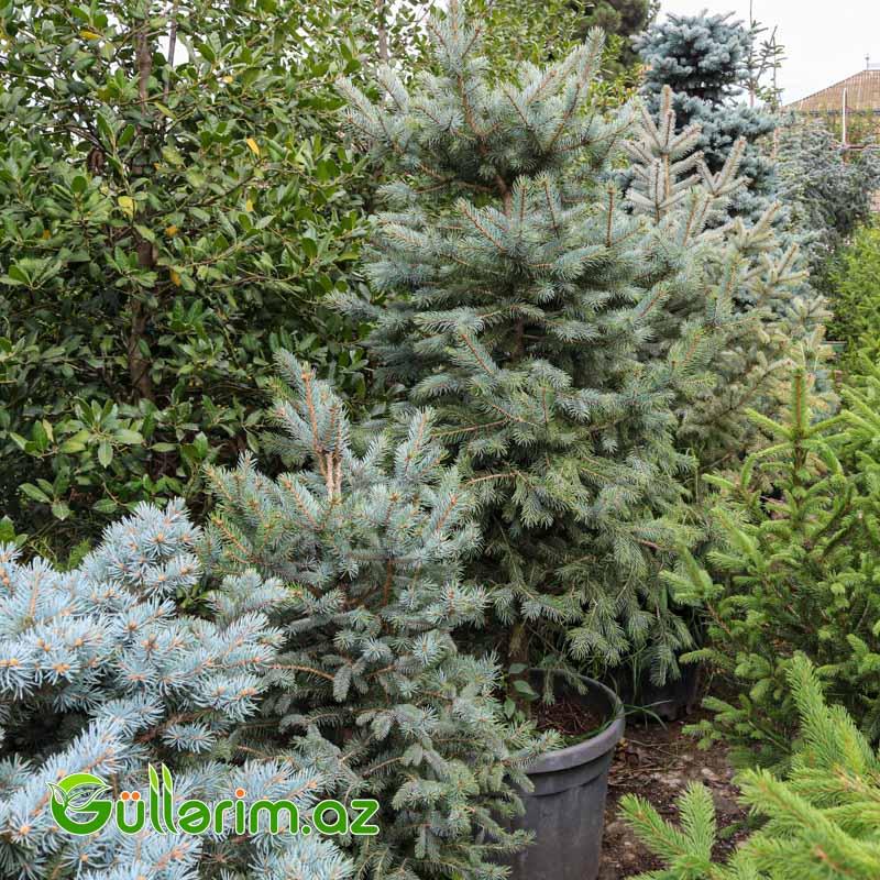 Göy şam-Göy Küknarı (Picea pungens)