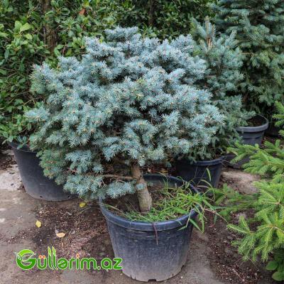 Göy şam-Göy Küknarı (Picea pungens)