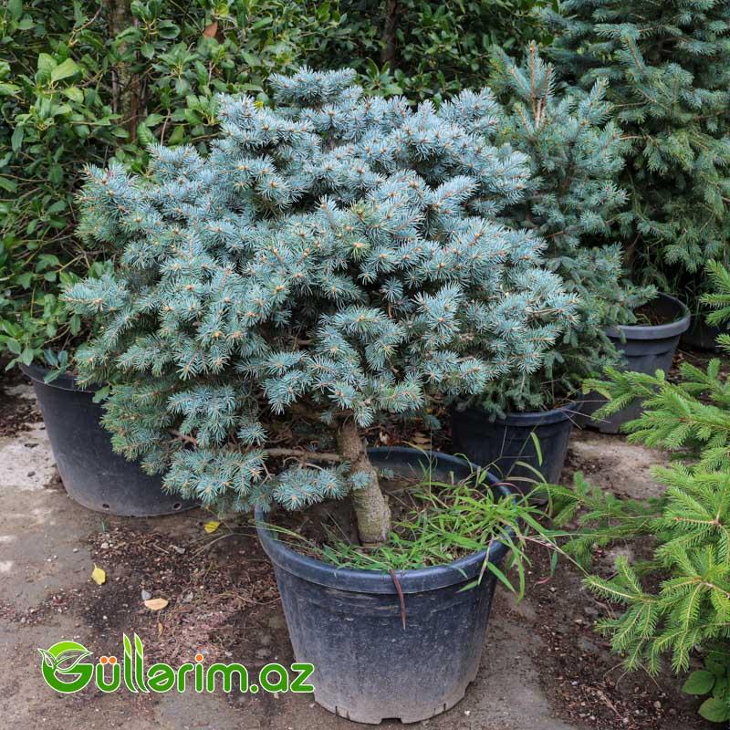 Göy şam-Göy Küknarı (Picea pungens)