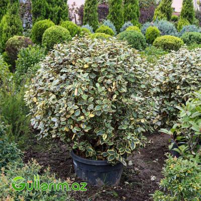 Zolaqlı Elaeagnus-Süs İydəsi (Elaeagnus pungens ‘Maculata’)