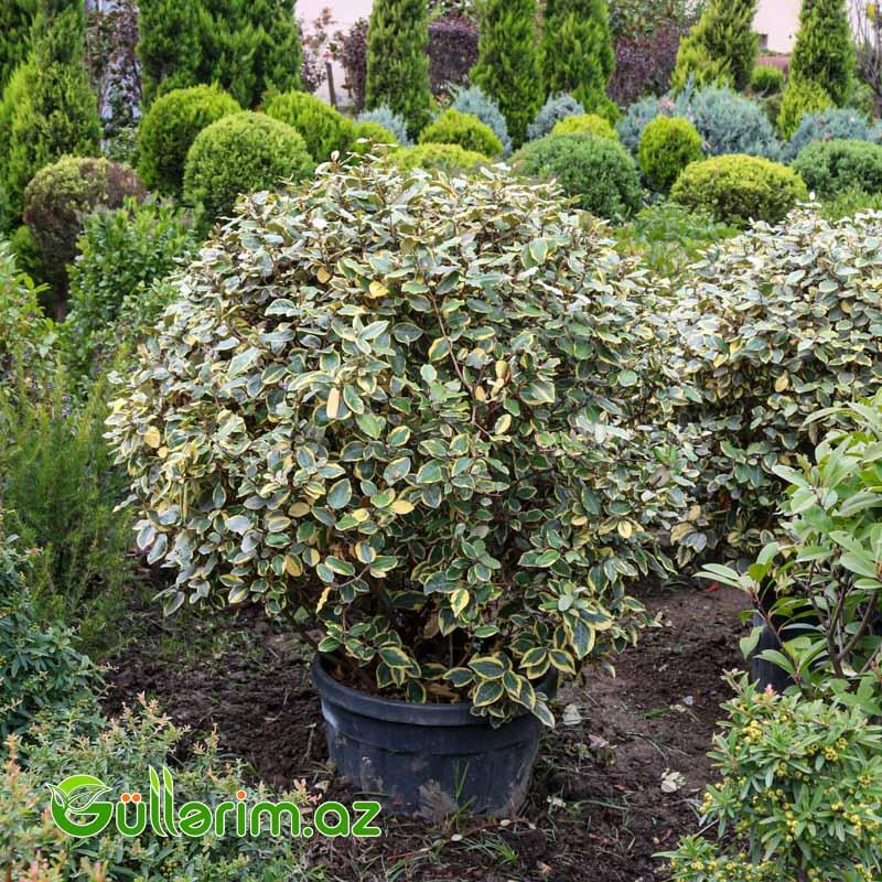 Zolaqlı Elaeagnus-Süs İydəsi (Elaeagnus pungens ‘Maculata’)