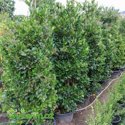 Yapon Ligustrum (Ligustrum japonicum)
