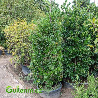 Yapon Ligustrum (Ligustrum japonicum)