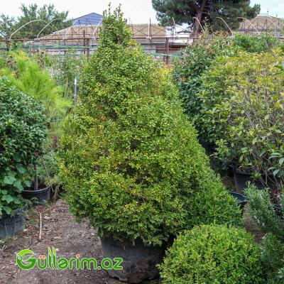 Buksus (Buxus sempervirens)