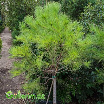 Pinus halepensis (Halep şamı)