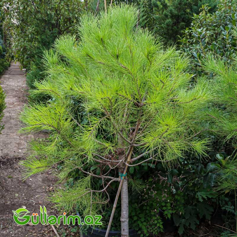 Pinus halepensis (Halep şamı)