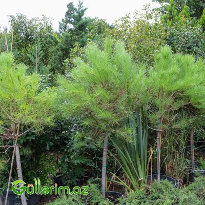 Pinus halepensis (Halep şamı)