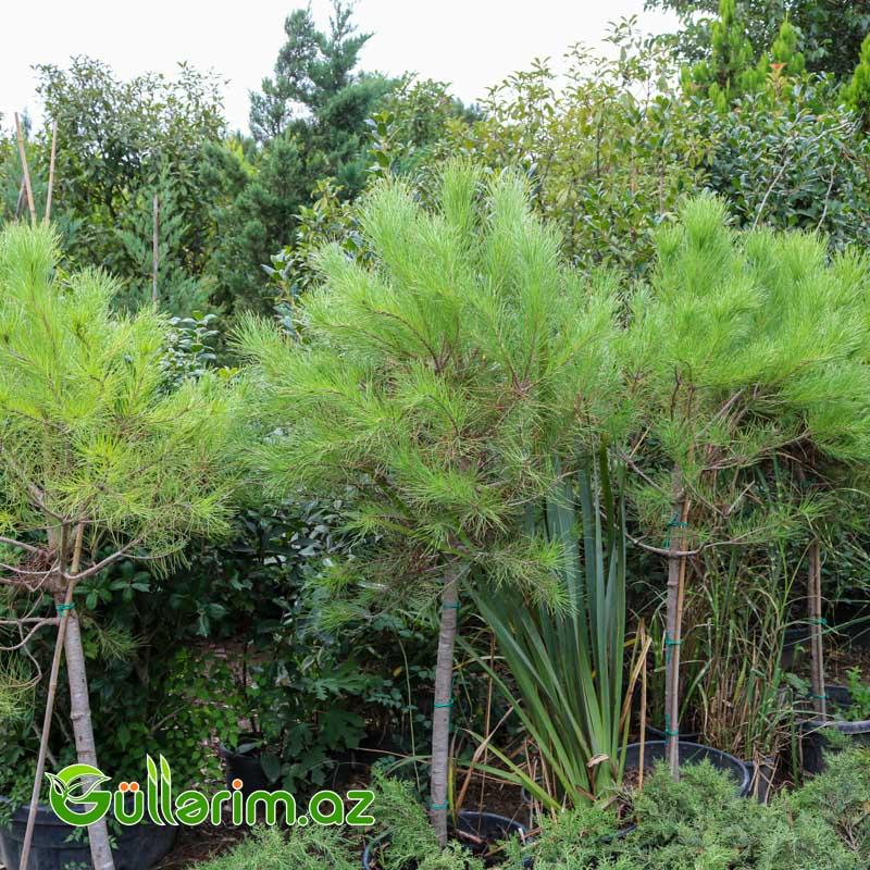 Pinus halepensis (Halep şamı)