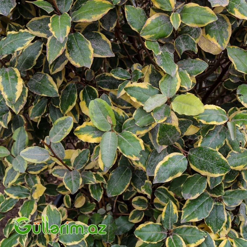 Zolaqlı Elaeagnus-Süs İydəsi (Elaeagnus pungens ‘Maculata’)