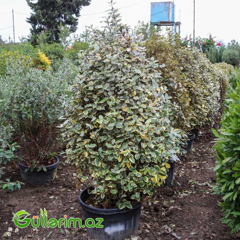 Zolaqlı Elaeagnus-Süs İydəsi (Elaeagnus pungens ‘Maculata’)