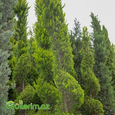 Limon Sərvi – Spiral Formalı