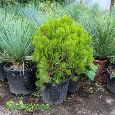 Tuya (Thuja orientalis)