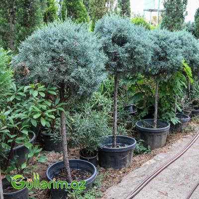 Arizona kiparis (Cupressus arizonica)
