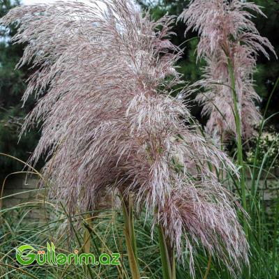 Cortaderia selloana (Pampas Otu)