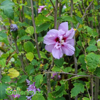 Hibiscus syriacus (Suriya Hibiskusu – Bağ Hibiskusu)