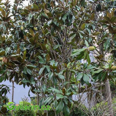 Magnolia grandiflora (Maqnoliya)