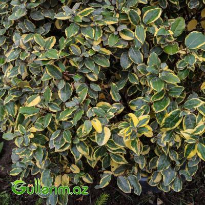 Zolaqlı Elaeagnus-Süs İydəsi (Elaeagnus pungens ‘Maculata’)