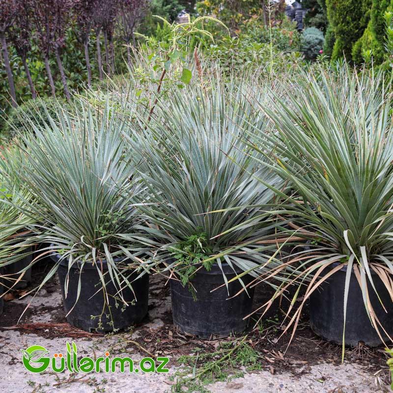 Yukka ağacı (Yucca)