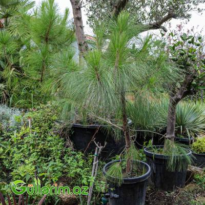 Pinus (Uzun iynəyarpaqlı şam)