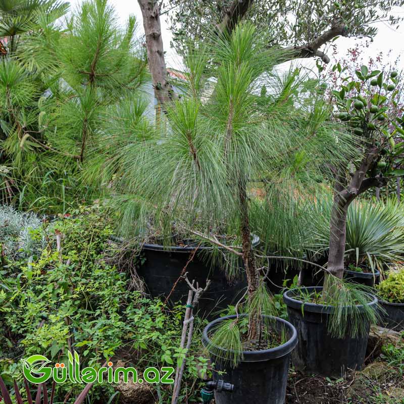 Pinus (Uzun iynəyarpaqlı şam)
