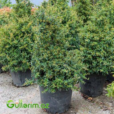 Myrtus (Mersin)