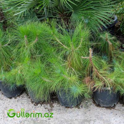 Pinus (Uzun iynəyarpaqlı şam)