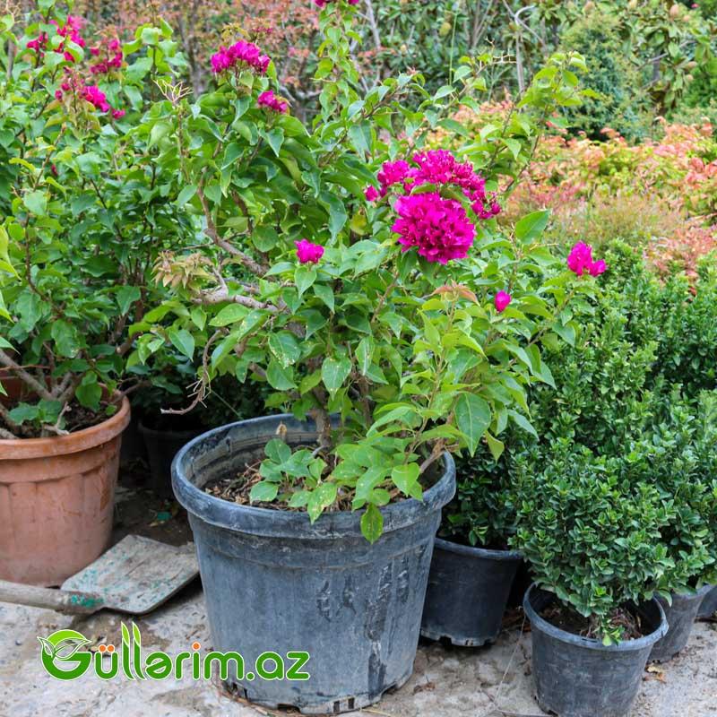 Bugenvíliya-Bənövşə gülü (Bougainvillea)
