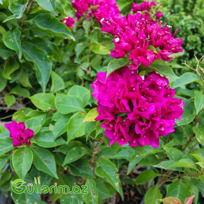 Bugenvíliya-Bənövşə gülü (Bougainvillea)