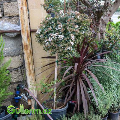 Abeliya (Abelia x grandiflora)