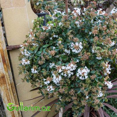 Abeliya (Abelia x grandiflora)