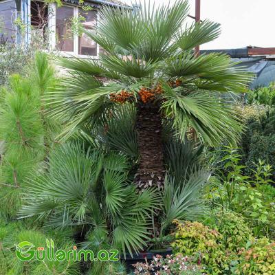 Avropa Yelpik Palması (Chamaerops humilis)