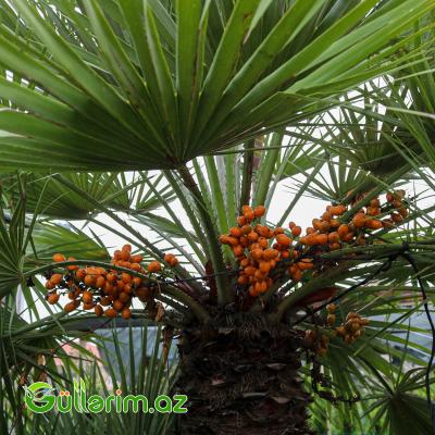 Avropa Yelpik Palması (Chamaerops humilis)