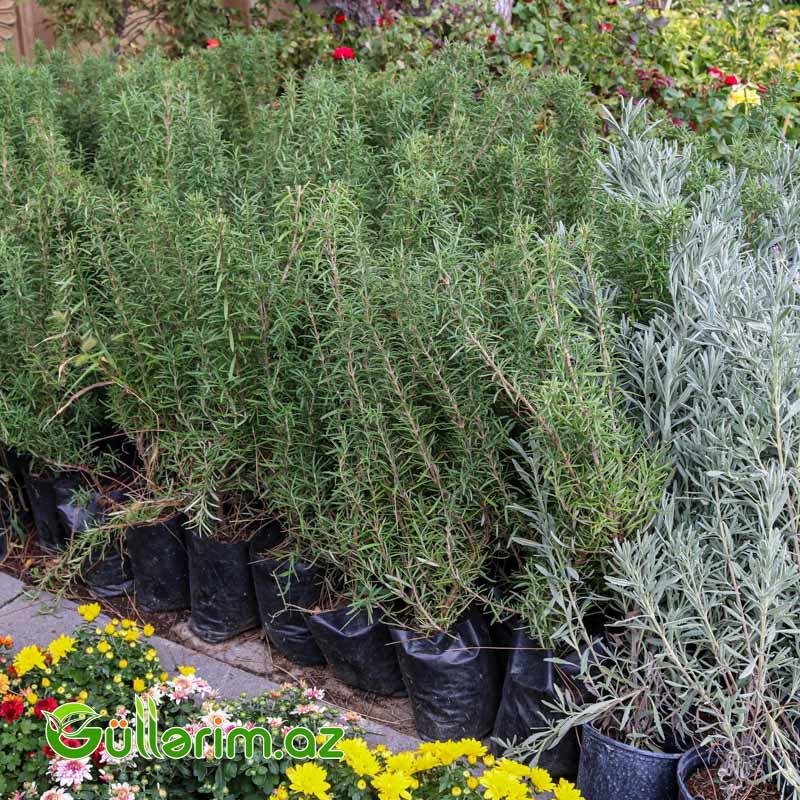 Rozmarin (Rosmarinus officinalis)