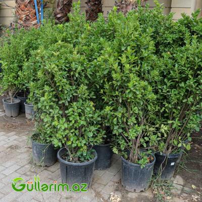 Pittosporum