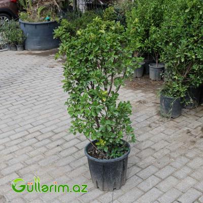 Pittosporum