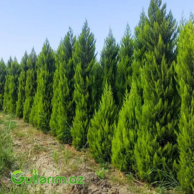 Leylandi sərv (Leylandra)