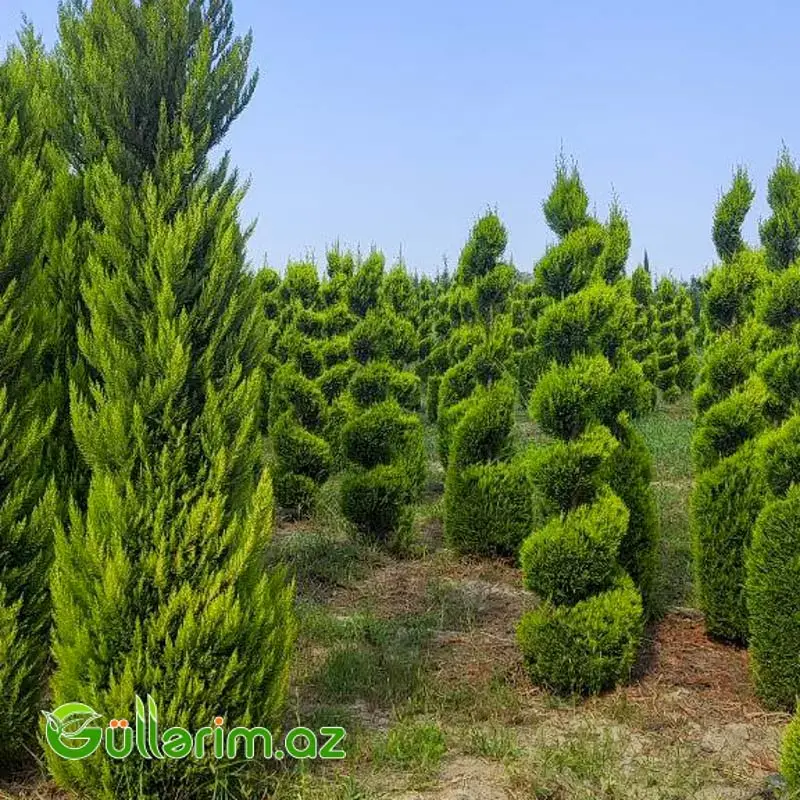 Leylandi Sərv Spiral Forma