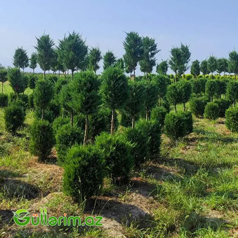 Top formalı sərv / Ştamd sərv