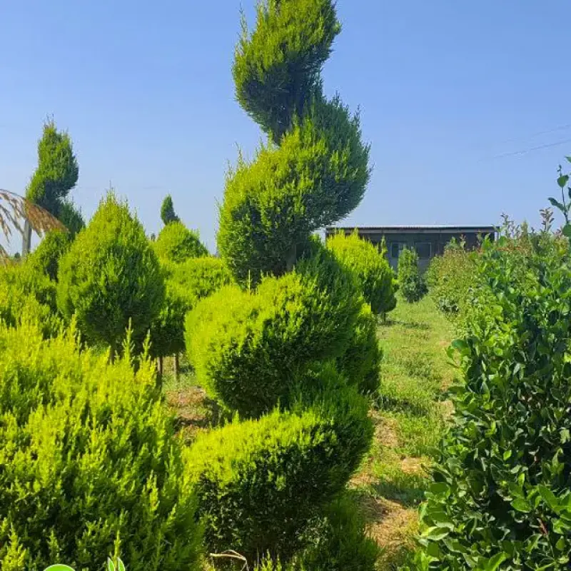 Leylandi Sərv Spiral Forma