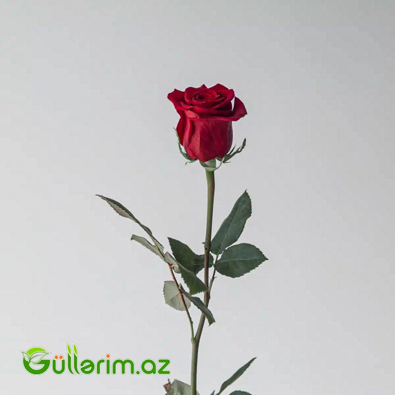 Qızılgül dəstəsi (Qizilgul)